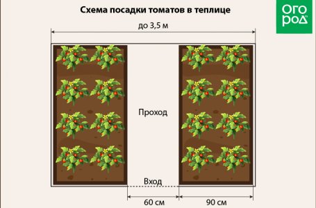 Как предупредить фитофтороз на помидорах