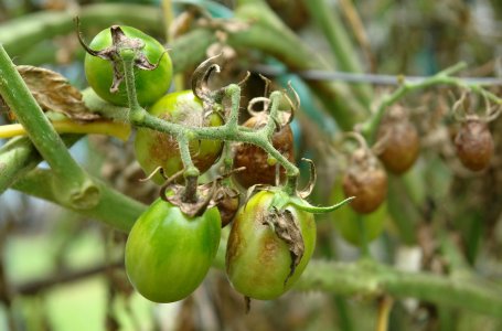 Какая солома лучше для мульчирования