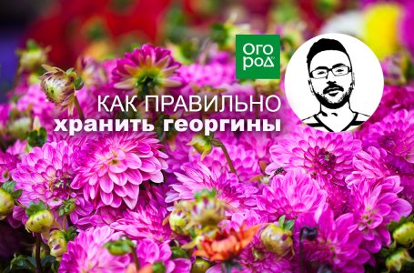 Как правильно хранить клубни георгинов в подвале