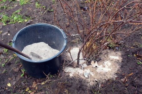 Подкормки кабачков в открытом грунте