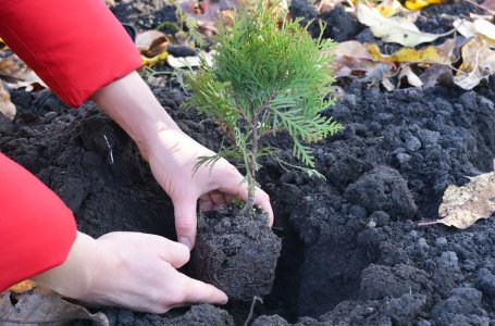 Чем подкормить тую при посадке летом