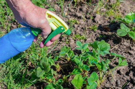 В какое время весной надо опрыскивать деревья и кусты