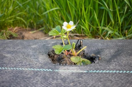 Высокая грядка для клубники своими руками