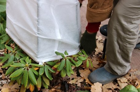 Сорта рододендронов для подмосковья неукрывные зимостойкие