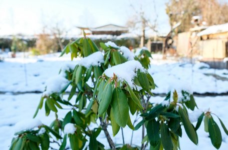 Список растений любящих кислую почву