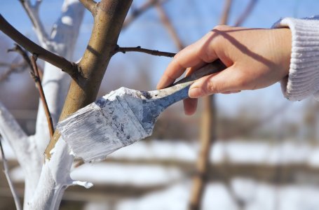 Чем лучше опрыскивать деревья весной от вредителей и болезней