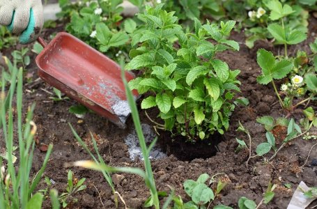 Можно ли золу рассыпать по огороду зимой