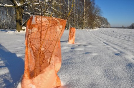 Как укрыть молодые саженцы плодовых деревьев на зиму