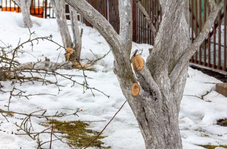 Как привести в порядок заброшенный дачный участок заросший