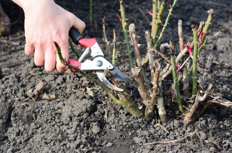 Чем подкормить и обработать розы весной