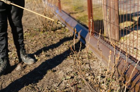 Уход за смородиной после сбора урожая осенью