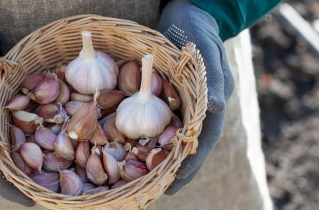 После каких культур сажать чеснок под зиму осенью