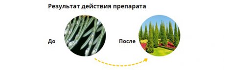 Хвойные деревья на участке – сохраняем здоровыми и красивыми