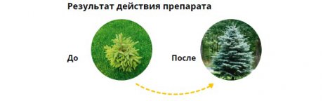 Хвойные деревья на участке – сохраняем здоровыми и красивыми