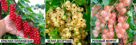 смородина Голландская красная, Белая десертная, Розовый жемчуг