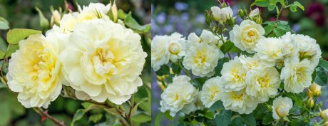 David Austin Rose Imogen