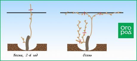 Обрезка винограда схема