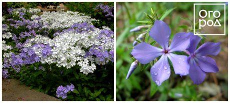 Флокс растопыренный (Phlox divaricata)