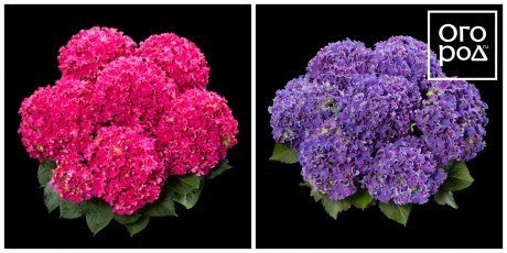 Гортензия Кёрли Спаркл Hydrangea Curly Sparkle