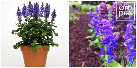 Шалфей Блю Марвел Salvia nemorosa Blue Marvel