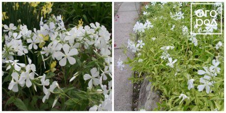 Флокс растопыренный Фулерс Уайт(Fuller's White)