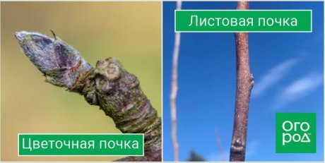 Цветочная и листовая почки