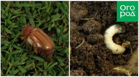 Майский жук (хрущ) и его личинки-бороздняки