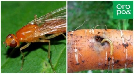 Овощные мухи и их личинки