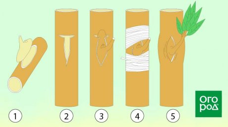 Прививка дерева почкой