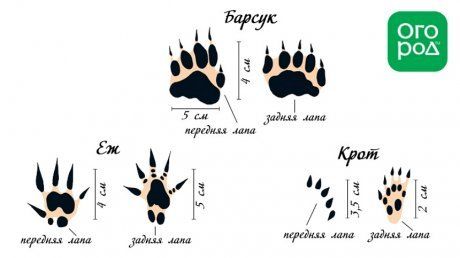 Следы барсука, ежа и крота