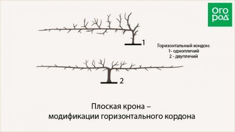 плоская крона - модификации горизонтального кордона