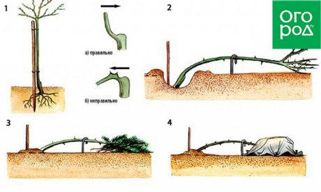 Этапы укрытия штамбовых роз на зиму