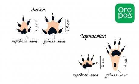 Следы ласки и горностая