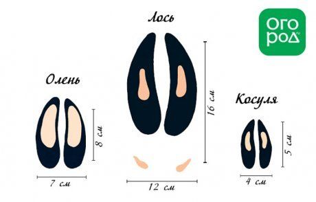 Следы оленя, лося и косули