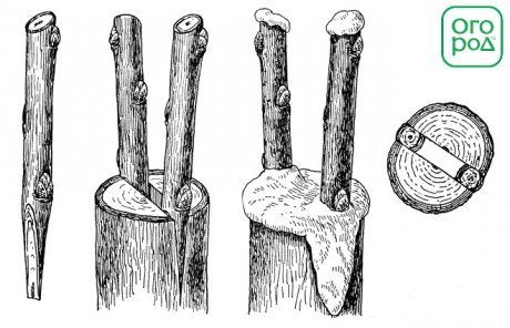 как замазать место прививки яблони в расщеп