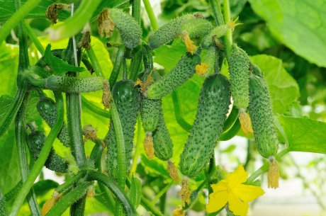 many young cucumbers growing in a greenhouse/огурцы