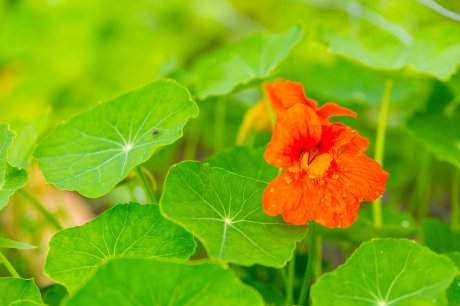 Beautiful orange nasturtium flower in close up. Popular garden flower in close up.