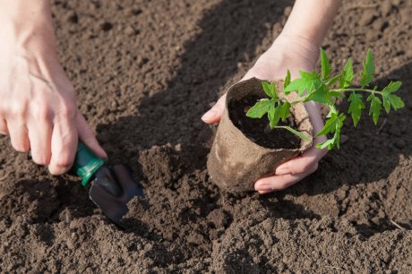 Tomato seedlings in peat pots prepared for planting