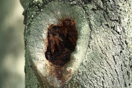 Tree hollow close-up