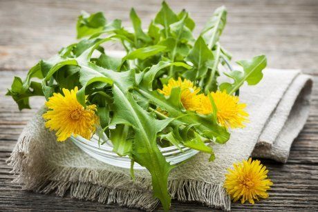 Foraged edible dandelion flowers and greens in bowl