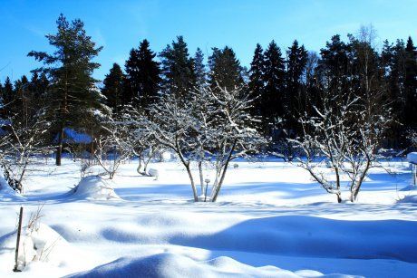 the winter garden on a sunny weather