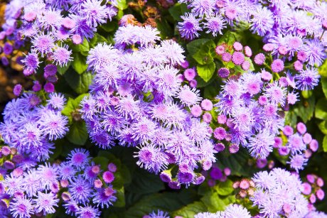 Ageratum Lila