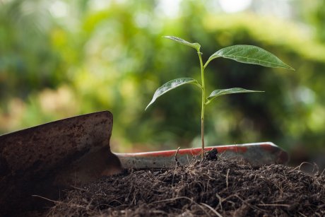 Young plant growing on brown soil with shovel on green bokeh background