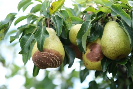 Причины чернения груш на деревьях в молодом возрасте плодов
