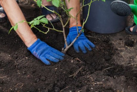 Уход за розой после прививки