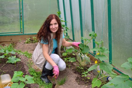 Полив огурцов