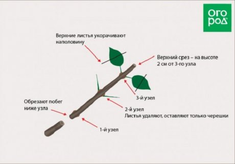 черенкование гортензии осенью