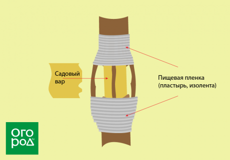 прививка мостиком