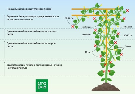 Классическая схема формировки огурцов