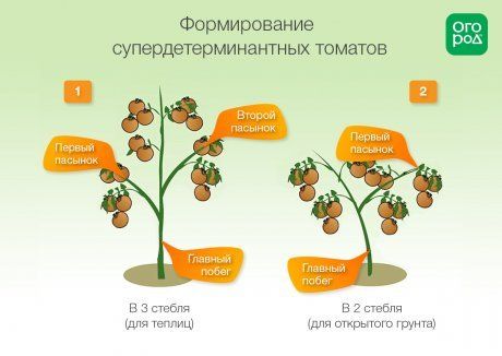 Схема формирования помидоров супердетерминантных сортов